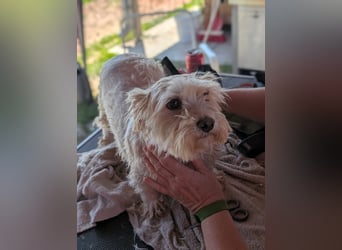 Boxi, liebenswertes Westhighland Terrier/ Malteser Mädchen geb. 03/2018