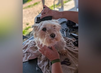 Boxi, liebenswertes Westhighland Terrier/ Malteser Mädchen geb. 03/2018