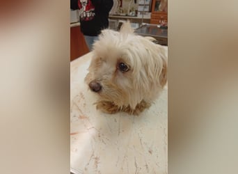 Boxi, liebenswertes Westhighland Terrier/ Malteser Mädchen geb. 03/2018