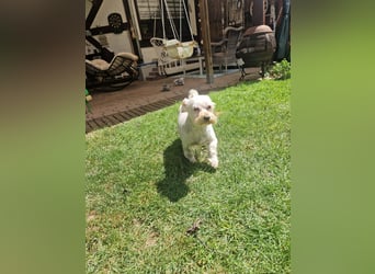 Wilma ( Boxi), liebenswertes Westhighland Terrier/ Malteser Mädchen geb. 03/2018