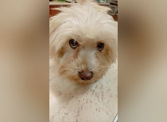 Boxi, liebenswertes Westhighland Terrier/ Malteser Mädchen geb. 03/2018