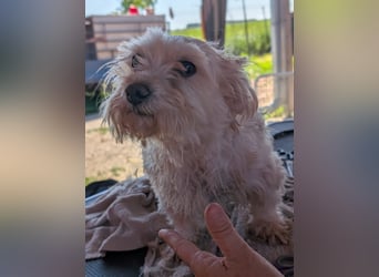 Boxi, liebenswertes Westhighland Terrier/ Malteser Mädchen geb. 03/2018
