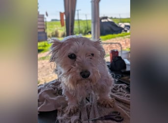 Boxi, liebenswertes Westhighland Terrier/ Malteser Mädchen geb. 03/2018