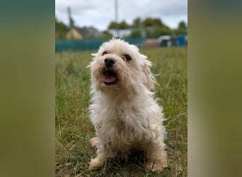 Wilma ( Boxi), liebenswertes Westhighland Terrier/ Malteser Mädchen geb. 03/2018