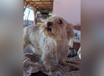 Boxi, liebenswertes Westhighland Terrier/ Malteser Mädchen geb. 03/2018