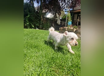 Wilma ( Boxi), liebenswertes Westhighland Terrier/ Malteser Mädchen geb. 03/2018