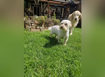 Wilma ( Boxi), liebenswertes Westhighland Terrier/ Malteser Mädchen geb. 03/2018