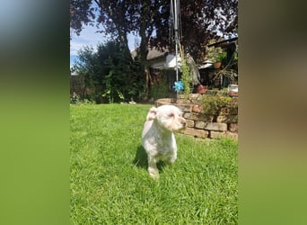 Wilma ( Boxi), liebenswertes Westhighland Terrier/ Malteser Mädchen geb. 03/2018