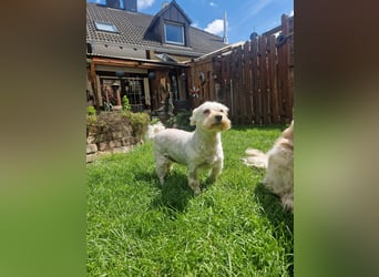Wilma ( Boxi), liebenswertes Westhighland Terrier/ Malteser Mädchen geb. 03/2018