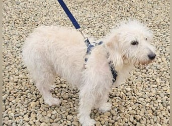 Der liebe Loki 36 cm geb. 11/2022 ähnelt einem Westiepoo