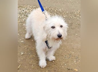 Der liebe Loki 36 cm geb. 11/2022 ähnelt einem Westiepoo