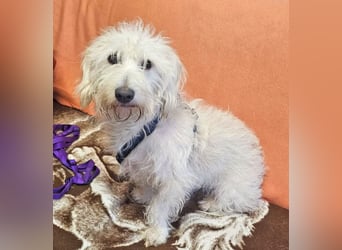 Der liebe Loki 36 cm geb. 11/2022 ähnelt einem Westiepoo