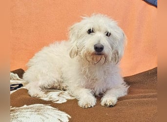 Der liebe Loki 36 cm geb. 11/2022 ähnelt einem Westiepoo