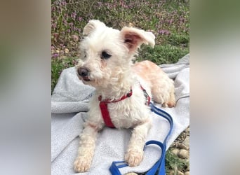 Rhonda (Westipoo-Mix) 25 cm geb. 2021 sucht einfühlsame Menschen