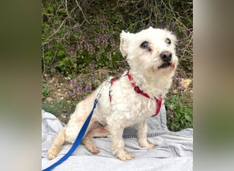 Rhonda (Westipoo-Mix) 25 cm geb. 2021 sucht einfühlsame Menschen