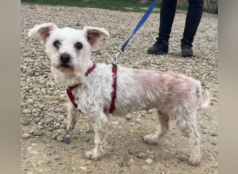 Rhonda (Westipoo-Mix) 25 cm geb. 2021 sucht einfühlsame Menschen