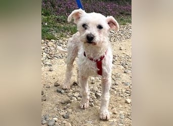 Rhonda (Westipoo-Mix) 25 cm geb. 2021 sucht einfühlsame Menschen