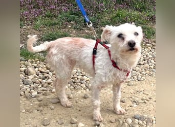 Rhonda (Westipoo-Mix) 25 cm geb. 2021 sucht einfühlsame Menschen