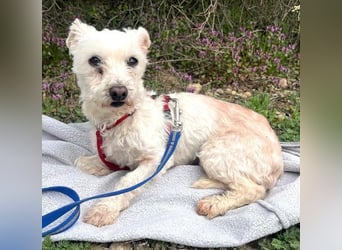 Rhonda (Westipoo-Mix) 25 cm geb. 2021 sucht einfühlsame Menschen