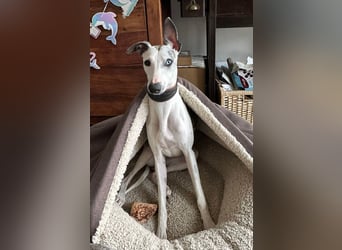 Whippet  17 Monate alt