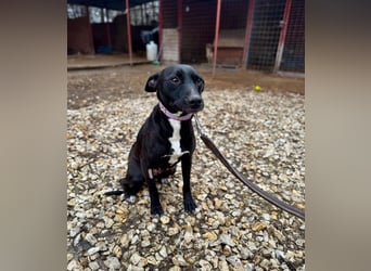 IVY ca. 18 mon. sanftmütiges Wippet-Mischlingsmädchen sucht