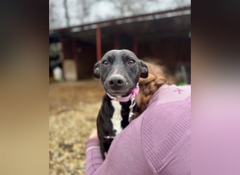 IVY ca. 18 mon. sanftmütiges Wippet-Mischlingsmädchen sucht