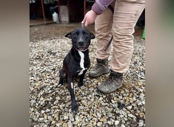 IVY ca. 18 mon. sanftmütiges Wippet-Mischlingsmädchen sucht