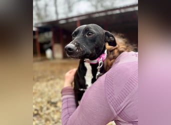 IVY ca. 18 mon. sanftmütiges Wippet-Mischlingsmädchen sucht