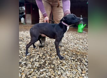 IVY ca. 18 mon. sanftmütiges Wippet-Mischlingsmädchen sucht