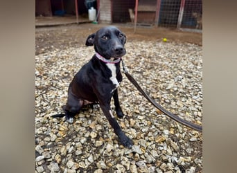 IVY ca. 18 mon. sanftmütiges Wippet-Mischlingsmädchen sucht