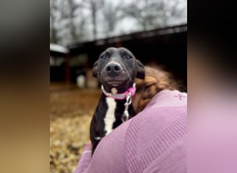 IVY ca. 18 mon. sanftmütiges Wippet-Mischlingsmädchen sucht