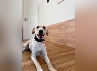 Sportlicher, kinderlieber Herzenshund, 1Jahr, stubenrein, gepflegt