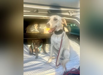 Sportlicher, kinderlieber Herzenshund, 1Jahr, stubenrein, gepflegt