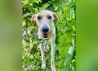 Sportlicher, kinderlieber Herzenshund, 1Jahr, stubenrein, gepflegt