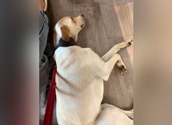 Sportlicher, kinderlieber Herzenshund, 1Jahr, stubenrein, gepflegt