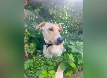 Sportlicher, kinderlieber Herzenshund, 1Jahr, stubenrein, gepflegt