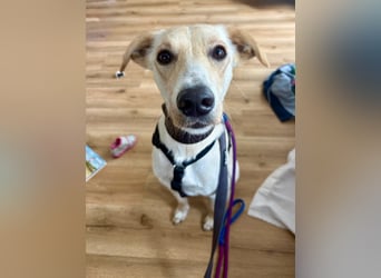 Sportlicher, kinderlieber Herzenshund, 1Jahr, stubenrein, gepflegt