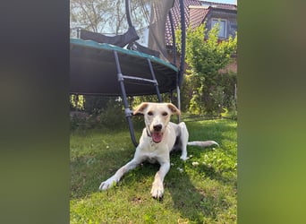 Sportlicher, kinderlieber Herzenshund, 1Jahr, stubenrein, gepflegt