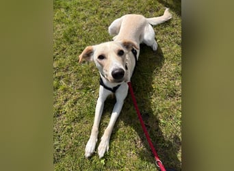 Sportlicher, kinderlieber Herzenshund, 1Jahr, stubenrein, gepflegt