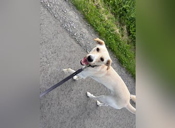 Sportlicher, kinderlieber Herzenshund, 1Jahr, stubenrein, gepflegt
