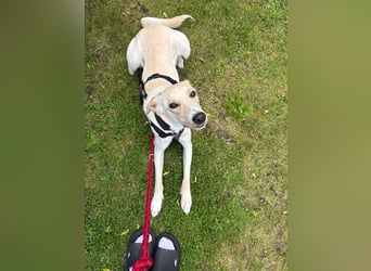 Sportlicher, kinderlieber Herzenshund, 1Jahr, stubenrein, gepflegt