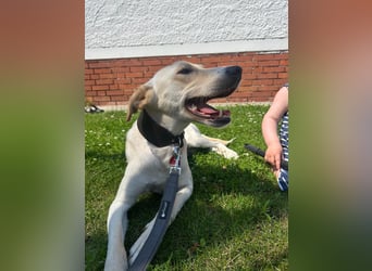 Sportlicher, kinderlieber Herzenshund, 1Jahr, stubenrein, gepflegt