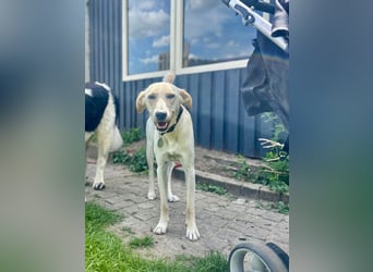 Sportlicher, kinderlieber Herzenshund, 1Jahr, stubenrein, gepflegt