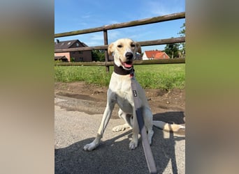 Sportlicher, kinderlieber Herzenshund, 1Jahr, stubenrein, gepflegt