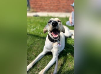 Sportlicher, kinderlieber Herzenshund, 1Jahr, stubenrein, gepflegt