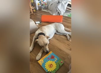 Sportlicher, kinderlieber Herzenshund, 1Jahr, stubenrein, gepflegt