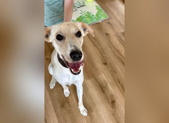 Sportlicher, kinderlieber Herzenshund, 1Jahr, stubenrein, gepflegt