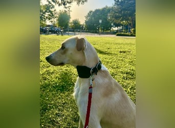 Sportlicher, kinderlieber Herzenshund, 1Jahr, stubenrein, gepflegt