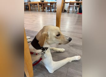 Sportlicher, kinderlieber Herzenshund, 1Jahr, stubenrein, gepflegt