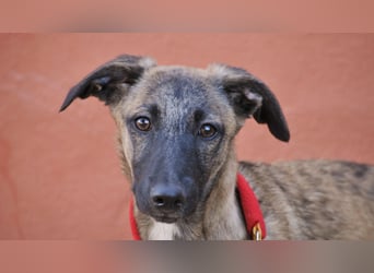 Wer möchte Ronia aus ihrem spanischen Tierheimalltag abholen und ihr endlich das Zuhause schenken?